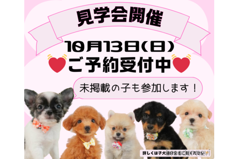 成約済の静岡県のポメチワ:ポメラニアン×チワワ-327914の2枚目