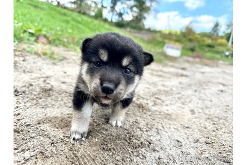 成約済の北海道の柴犬-342786の2枚目