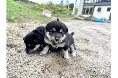 成約済の北海道の柴犬-342786の3枚目
