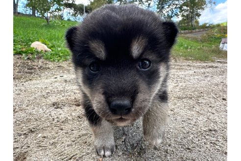 成約済の北海道の柴犬-342786の4枚目