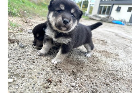 成約済の北海道の柴犬-342786の5枚目