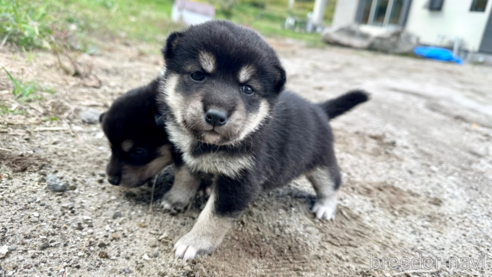 成約済の北海道の柴犬-342786の1枚目