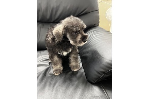 成約済の栃木県のミニチュアシュナウザー-331796の2枚目