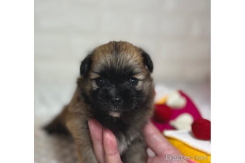 成約済の埼玉県のミックス犬-339529の16枚目