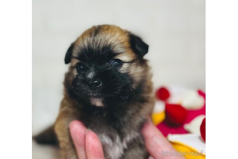成約済の埼玉県のミックス犬-339529の14枚目