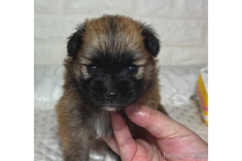 成約済の埼玉県のミックス犬-339529の12枚目