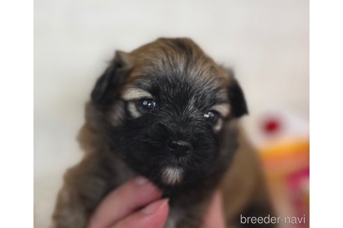 成約済の埼玉県のミックス犬-339520の18枚目