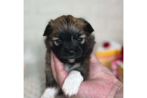 成約済の埼玉県のミックス犬-339520の17枚目