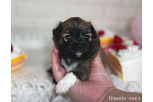 成約済の埼玉県のミックス犬-339520の16枚目