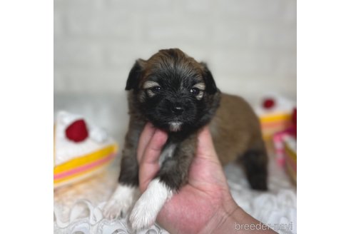 成約済の埼玉県のミックス犬-339520の14枚目