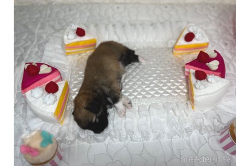 成約済の埼玉県のミックス犬-339520の15枚目