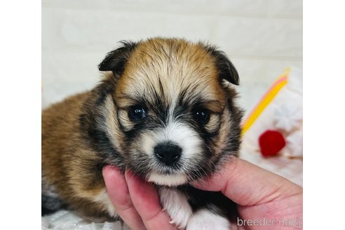 成約済の埼玉県のミックス犬-339530の7枚目
