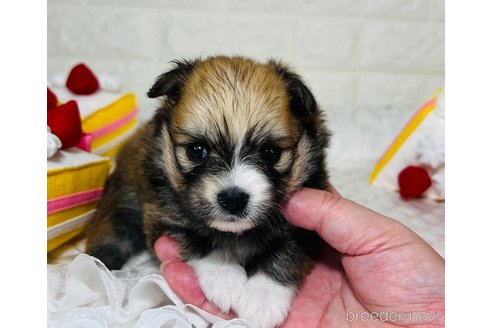 成約済の埼玉県のミックス犬-339530の8枚目