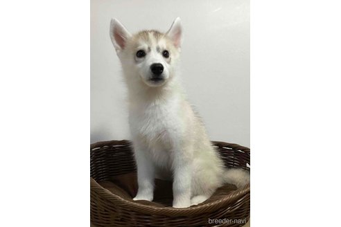 成約済の神奈川県のシベリアンハスキー-332150の7枚目