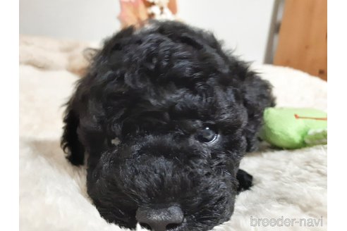 成約済の愛媛県のトイプードル-335433の5枚目