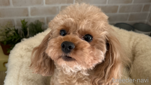 ユミコちゃん1枚目