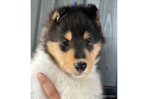 成約済の山梨県のラフコリー-342873の1枚目