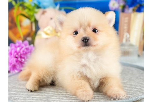 成約済の茨城県のポメラニアン-342878の4枚目