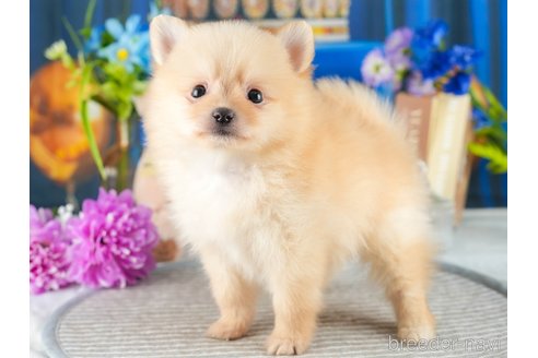 成約済の茨城県のポメラニアン-342878の5枚目