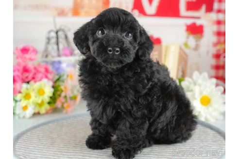成約済の茨城県のトイプードル-342888の1枚目