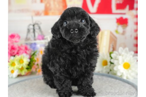 成約済の茨城県のトイプードル-342888の2枚目