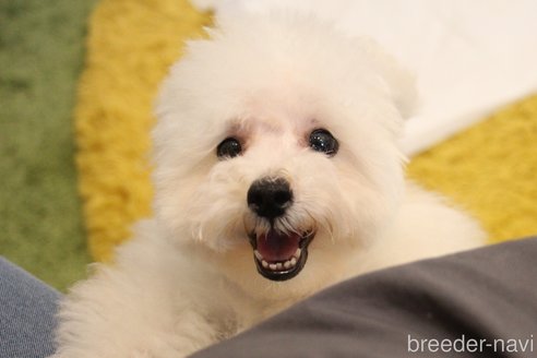成約済の愛知県のティーカッププードル-315271の1枚目