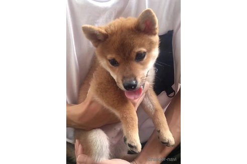 成約済の徳島県の柴犬-342896の4枚目