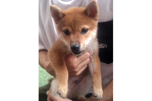 成約済の徳島県の柴犬-342896の1枚目