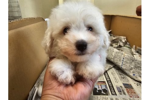 成約済の愛知県のビションフリーゼ-340312の2枚目