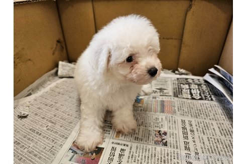 成約済の愛知県のビションフリーゼ-342916の3枚目