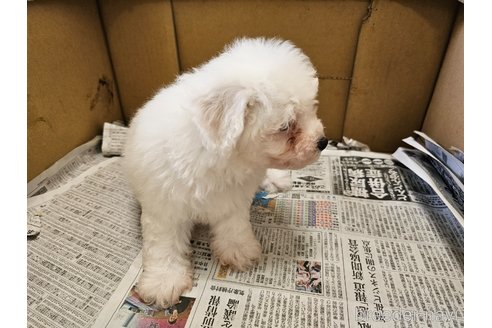 成約済の愛知県のビションフリーゼ-342916の4枚目