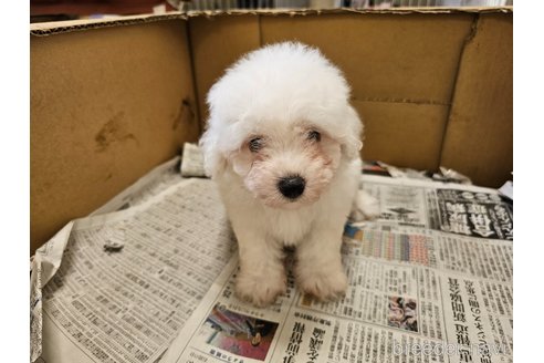 成約済の愛知県のビションフリーゼ-342916の2枚目