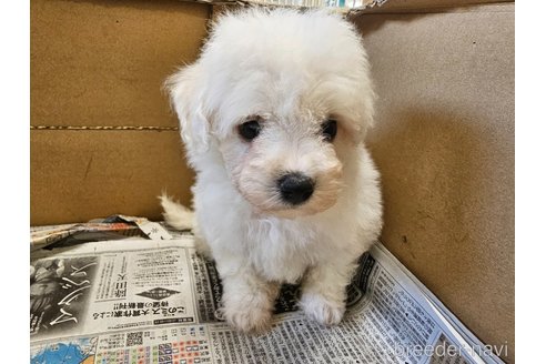 成約済の愛知県のビションフリーゼ-342938の5枚目
