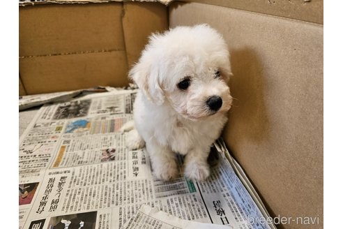 成約済の愛知県のビションフリーゼ-342938の4枚目