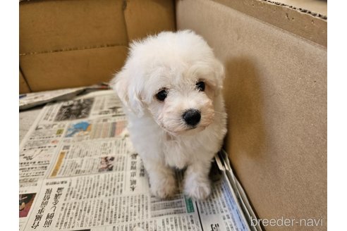 成約済の愛知県のビションフリーゼ-342938の2枚目