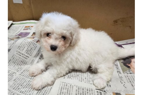 成約済の愛知県のビションフリーゼ-342940の4枚目