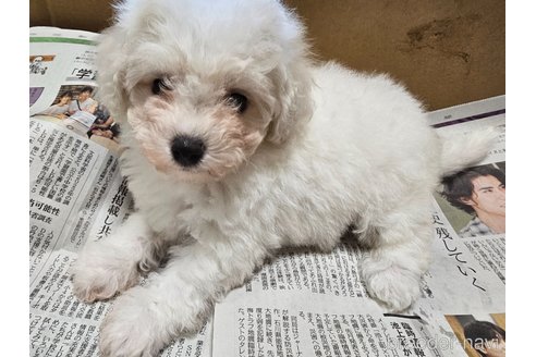 成約済の愛知県のビションフリーゼ-342940の5枚目