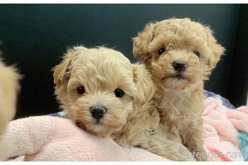 成約済の東京都のマルプー:マルチーズ×トイプードル-338449の5枚目