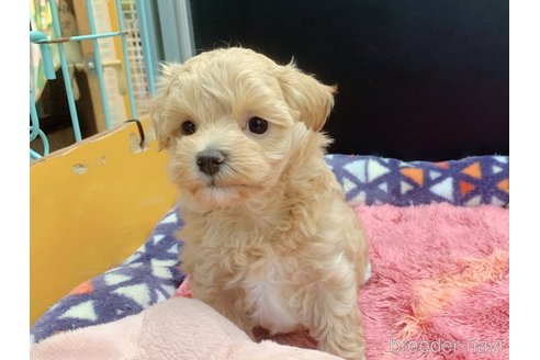 成約済の東京都のマルプー:マルチーズ×トイプードル-338449の11枚目