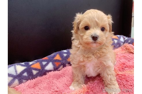成約済の東京都のマルプー:マルチーズ×トイプードル-338449の9枚目