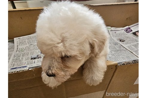 成約済の愛知県のトイプードル-342945の2枚目