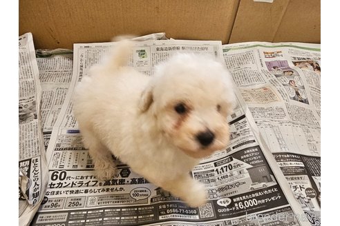 成約済の愛知県のトイプードル-342945の5枚目