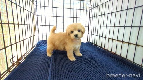 成約済の茨城県のマルプー:マルチーズ×トイプードル-342956の7枚目