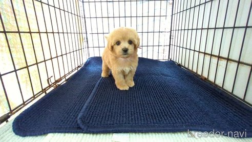 成約済の茨城県のマルプー:マルチーズ×トイプードル-342956の3枚目