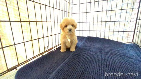 成約済の茨城県のマルプー:マルチーズ×トイプードル-342958の7枚目