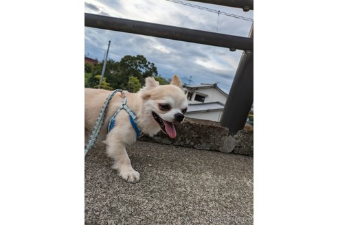 成約済の大分県のチワワ(ロングコート)-342962の2枚目