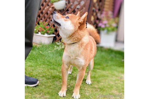 成約済の岐阜県の柴犬-342968の11枚目