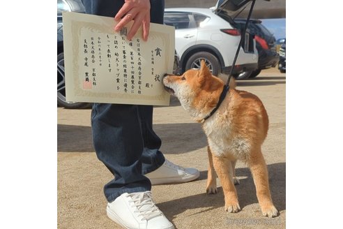 成約済の岐阜県の柴犬-342968の10枚目