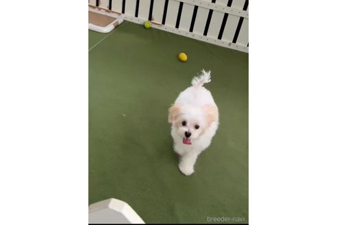 成約済の福岡県のマルキー:マルチーズ×ヨークシャーテリア-316649の2枚目