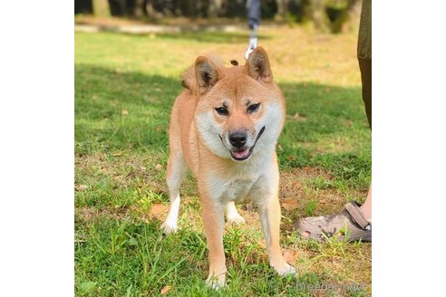 成約済の岐阜県の柴犬-342973